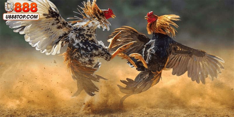 Cách chơi đá gà trực tuyến là tìm hiểu về phong độ của chúng